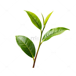 清新绿植枝条特写
