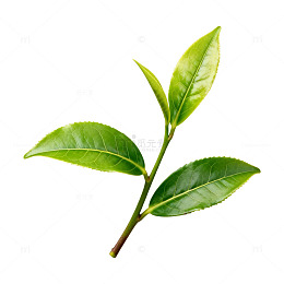 清新绿茶叶枝特写