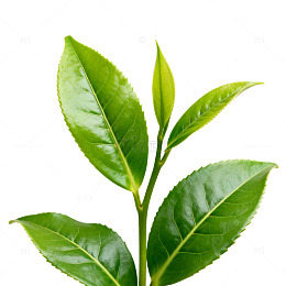 绿茶嫩叶特写片