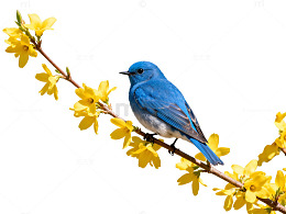 春日蓝天鸟儿黄花美景