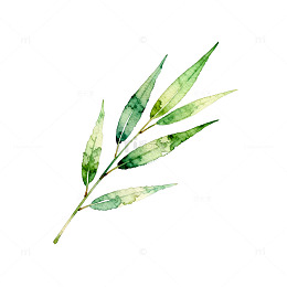 水彩植物枝叶插画设计素材