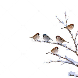 冬日麻雀树枝雪景