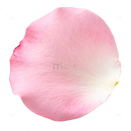 玫瑰花瓣特写透明背景素材