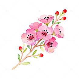水彩渐变粉色花枝与红色花苞