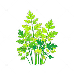 插画风绿色植物艾草