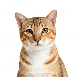 可爱猫咪特写图片