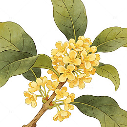 古风单枝桂花