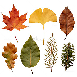 多彩秋叶自然摄影图片