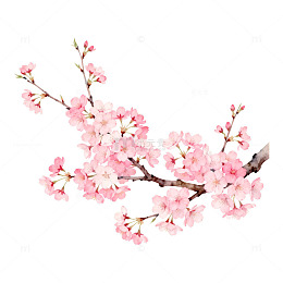 水彩樱花绽放早春美景