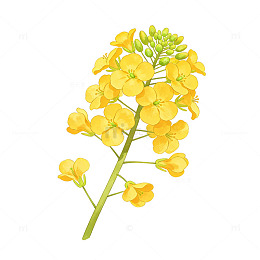 油菜花手绘素材
