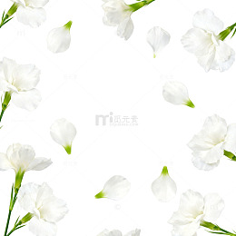 清新白色花朵背景设计素材