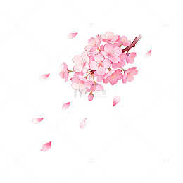 樱花绽放插画设计素材
