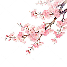水彩樱花盛开艺术插画