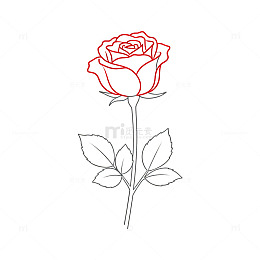 简约线条玫瑰花素描