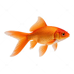 金鱼特写透明背景素材