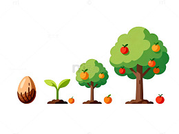 卡通果树生长过程图