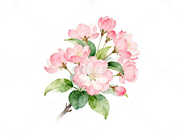 水彩海棠花束装饰画