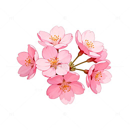 樱花盛开插画素材
