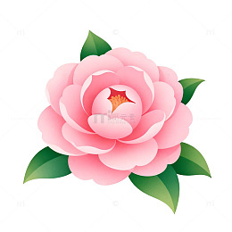 精致粉色山茶花矢量插画