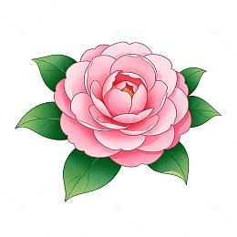 手绘粉色山茶花插图