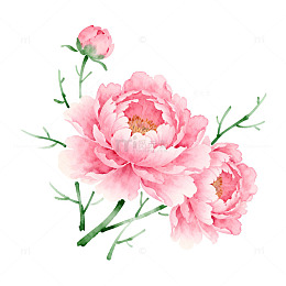 水彩粉色牡丹花插画设计素材