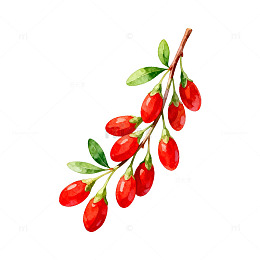 水彩画枸杞枝插画