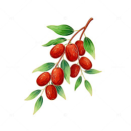 红枣树枝插画设计素材