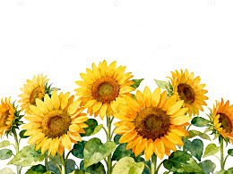 水彩向日葵插画设计素材