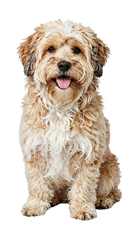 棕色卷毛狗坐姿吐舌图片