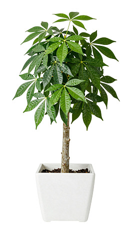 绿植盆栽置于白色花盆中