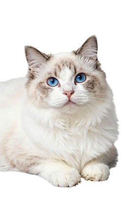 蓝眼长毛猫静卧姿态图片
