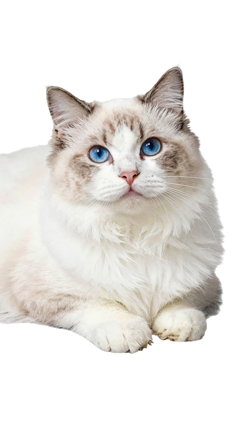 蓝眼长毛猫静卧姿态图片