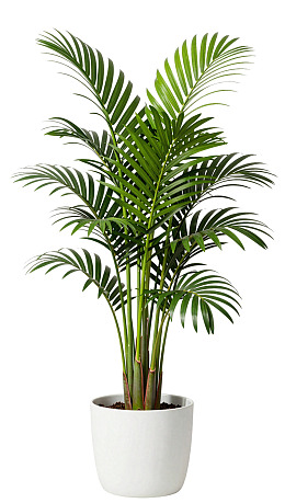 白色花盆中的绿色棕榈植物