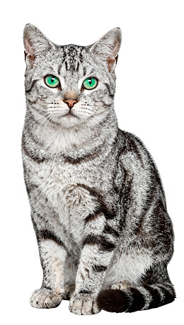 银虎斑猫端坐绿眼炯炯有神