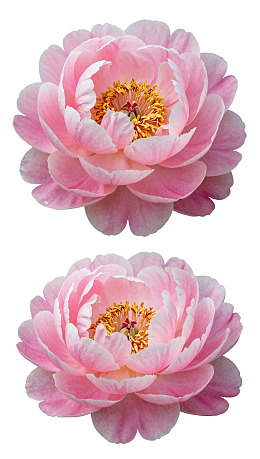 两朵粉色牡丹花特写图片