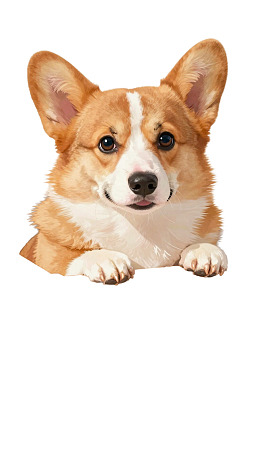 柯基犬探头望向镜头图片
