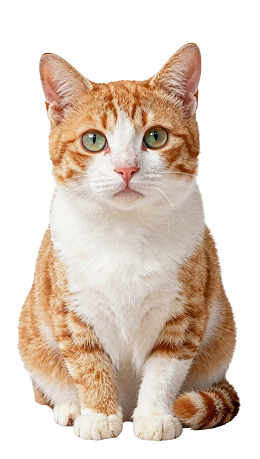 橘白相间猫咪端坐凝视