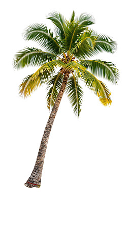 一棵倾斜的椰子树孤立在白色背景上