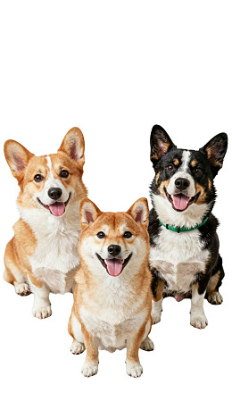 三只柯基犬开心合影图片
