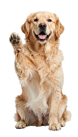 金毛犬挥手微笑图片