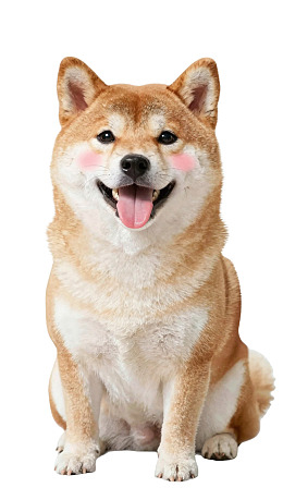 柴犬吐舌微笑坐姿可爱