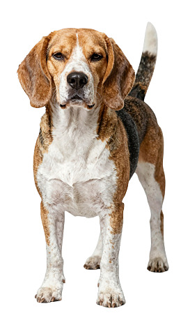 比格犬站立姿势特写图片