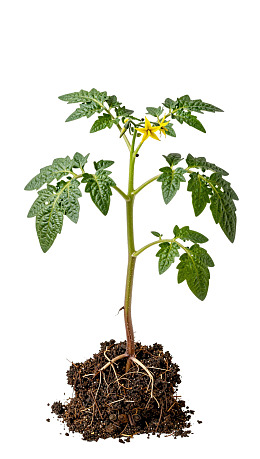 带花苞的番茄幼苗植物