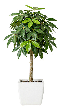 绿叶发财树盆栽图片