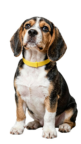 戴着黄色项圈的比格犬