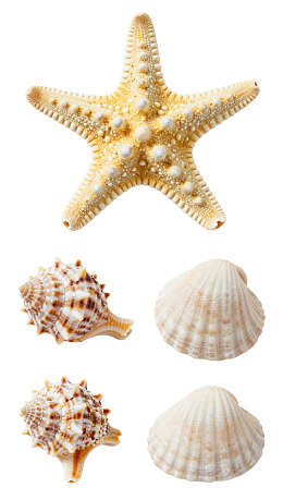 海星与四种贝壳的静物组合