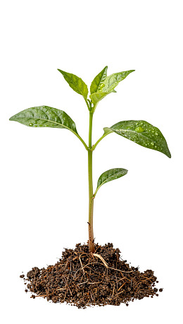 嫩绿幼苗扎根土壤图片