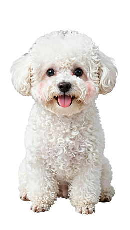 白色卷毛小狗吐舌可爱