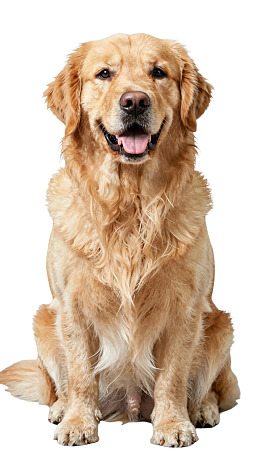 金毛犬端坐微笑图片