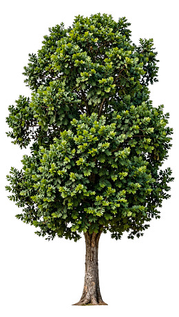 一棵枝繁叶茂的绿树图片